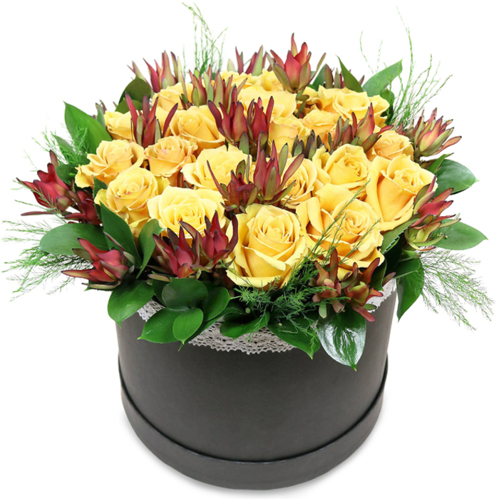 A sophisticated flower hatbox filled with yellow roses and burgundy leucadendron appears almost sculptural, as if composed for a gallery space just off Clerkenwell Green. The container is a round, dark charcoal or black box with clean, straight sides, finished in a subtle matte texture that absorbs light rather than reflecting it. Just along the top edge, a slim band of white lace encircles the rim, tiny loops and floral motifs adding a quiet, handcrafted charm that might remind you of vintage finds from a nearby design studio. Rising above the hatbox, the flowers create a generous, dome-shaped canopy. Around two dozen or more golden yellow roses crowd together, their heads almost touching, like friends leaning in close around a table on Exmouth Market. Their petals are perfectly shaped and velvety, spiralling outwards in soft, layered curls that give each bloom a plush, cushiony appearance. Among this sea of yellow, Leucadendron 'Safari Sunset' stems stand out, their elongated, pointed bracts shifting from deep maroon and wine red at the tips to muted, earthy greens nearer the stems. They add a vertical rhythm and sense of movement, as though the bouquet were gently breathing. Supporting everything, lush green foliage forms a strong foundation, with wide, glossy leaves providing a deep emerald backdrop and finer, feathery stems spilling just over the edge of the hatbox for a relaxed, natural finish. The white background behind the arrangement makes every colour appear more vivid, from the warm yellow glow of the roses to the rich, almost velvety burgundy of the leucadendron. The design feels ideal for a birthday, promotion, or thank-you gift delivered across Clerkenwell, from creative studios near Farringdon to elegant apartments tucked away on quiet side streets.