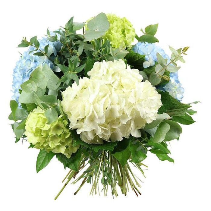 A carefully crafted hand-tied bouquet of hydrangeas fills the image, isolated against a bright white studio background that enhances the crisp coolness of its colour palette. At the heart of the design sits a generous globe of creamy white hydrangea, its florets so closely packed that they read as a single, cloud-soft cushion of blossom. Surrounding it like a gentle halo, several full heads of pastel blue hydrangeas arc toward the top left and right, each petal transitioning subtly from milky, almost white edges to more pronounced sky-blue centres, reminiscent of the light over Clerkenwell rooftops after rain. Interspersed with the blues are rounded clusters of fresh lime-green hydrangeas, their chartreuse tones cutting through the subtlety of the blues and whites to add a lively sparkle, as if echoing early spring leaves in local gardens near Spa Fields. Threaded through the hydrangeas is a generous mix of foliage: elegant sprigs of eucalyptus with silvery-green, circular leaves slip between the blooms, offering cool, muted tones and a contemporary, airy texture, while darker, richer green leaves with a slightly glossy surface and more pointed shape create structure, shadow, and depth. The bouquet is shaped into a full, dome-like form, the flowers carefully balanced so that no single bloom overwhelms the others. At the base, the natural green stems of both flowers and foliage are visible, tightly bound in a traditional hand-tied style that looks freshly prepared and ready for a vase on a Clerkenwell office desk or a dining table off Rosebery Avenue. The overall impression is quietly luxurious and versatile, perfect for editorial images about seasonal arrangements, local flower delivery, thoughtful gifts, or elegant wedding flowers in and around EC1.