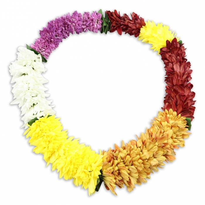 A richly coloured Hawaiian-style lei forms a complete, unbroken oval against a perfectly white background, its vivid flowers arranged with the same care you might expect from a specialist florist in Clerkenwell preparing a tribute for a quiet service off Farringdon Road. The lei is built from fluffy, chrysanthemum-like blossoms whose many ruffled petals overlap densely, creating a soft, undulating surface that looks almost like fabric. Starting at the top left, a bold block of deep purple blooms leads the eye into a transition of warm burgundy and maroon, the tones reminiscent of polished red brick or autumn leaves caught along the streets near Exmouth Market. From there, the colours open into a wide band of bright, cheerful yellow, before shifting into burnt orange and golden tones that feel gently sunset-like and comforting. Another run of vivid yellow follows, lifting the mood once more, and then a pristine arc of white flowers adds a breath of cool, calm light. Finally, the colours return to yellow at the join, closing the circle in a harmonious rhythm. Small glimpses of green foliage or thread peek between clusters, subtly revealing the underlying structure and craftsmanship. The forms appear uniform and long-lasting, suggesting carefully chosen artificial blooms ideal for funeral tributes, remembrance tables, or condolence displays that need to remain beautiful throughout a long day. Soft shadows beneath the lei give it a sense of depth and presence, while the pure white background allows its colours and textures to speak of honour, welcome, and the enduring embrace of memory.