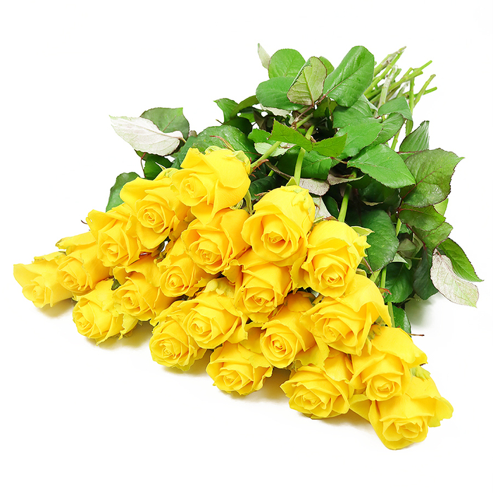 An elegant collection of roughly two dozen long-stemmed yellow roses is spread across a spotless white surface, the kind of simple, uncluttered backdrop you might find in a contemporary Clerkenwell design studio. The roses are positioned so that their heads form a generous, rounded fan, crowding together in the centre while the stems stretch away toward the edge of the frame. Each bloom tells a slightly different story: some are still rolled tight like tiny scrolls of golden paper, while others are beginning to loosen, their velvety petals curling outward and catching the light. The yellow has a mellow, buttery tone that feels comforting rather than brash, suggesting warmth, sincerity, and a gentle optimism. Nestled among the blossoms, deep green leaves with fine veins and softly serrated edges add a lush, almost forest-like texture, with occasional glimpses of a lighter, silvery green underside that hints at natural movement. The stems are straight and clean, a soft spring green that reinforces the sense of freshness, as if the roses were trimmed only moments before they were laid down. Against the pure white background, there are no distractions-only the interplay of colour, shape, and soft shadow. While yellow roses are often associated with friendship, this particular arrangement carries an added tenderness that suits a sympathy setting, like a quiet promise of brighter days to come. It feels like a bouquet that could be carefully prepared by Clerkenwell Flowers and delivered to a family home or memorial service in EC1, bringing a subtle, uplifting glow to a time of farewell and reflection.