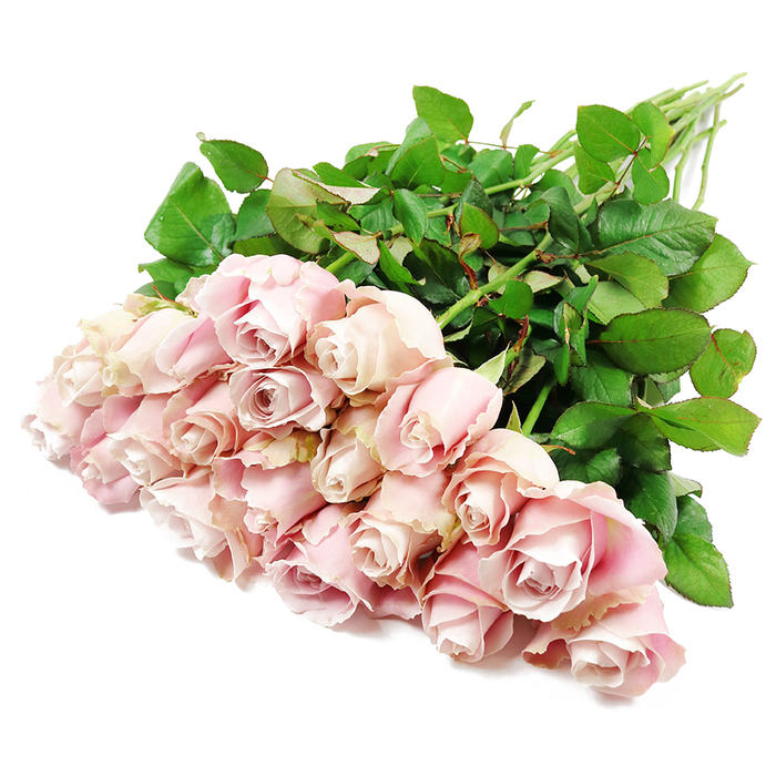 Seen from above on a clean white background, a lavish spray of long-stemmed roses stretches diagonally across the frame, gathered in a generous bouquet of about two dozen blooms. The roses share a soft blush pink colouring that gently shifts from pale, almost porcelain tones at the outer petals to slightly deeper, dusty rose and faint lavender hints in the folds of their centres, creating depth without overpowering the senses. Many of the flowers are in that perfect in-between stage, their spiralled cores still relatively tight yet beginning to unfurl, while a few are more open, displaying layered, velvety petals that catch the light along their edges. This mix of buds and fuller blooms gives the arrangement a sense of quiet movement and life, as though the roses are slowly opening over the course of a peaceful day in Clerkenwell. Surrounding the blossoms, plentiful dark green leaves form a natural frame, their sturdy, matte surfaces and varied shapes contrasting beautifully with the soft, rounded forms of the petals. The stems, visible and unadorned, run towards the top of the image and appear strong and fresh, indicating that these are recently cut roses prepared with professional care. The white background creates a feeling of calm and space, allowing the eye to focus entirely on the gentle pastels and lush greenery. Bright, even lighting gives the scene clarity without harshness, suggesting a measured, respectful mood appropriate for condolence flowers or a subtle sympathy tribute. Arranged as if just set down by a thoughtful florist familiar with Clerkenwell's tranquil side streets, this bouquet speaks of quiet support, lasting affection, and dignified remembrance.