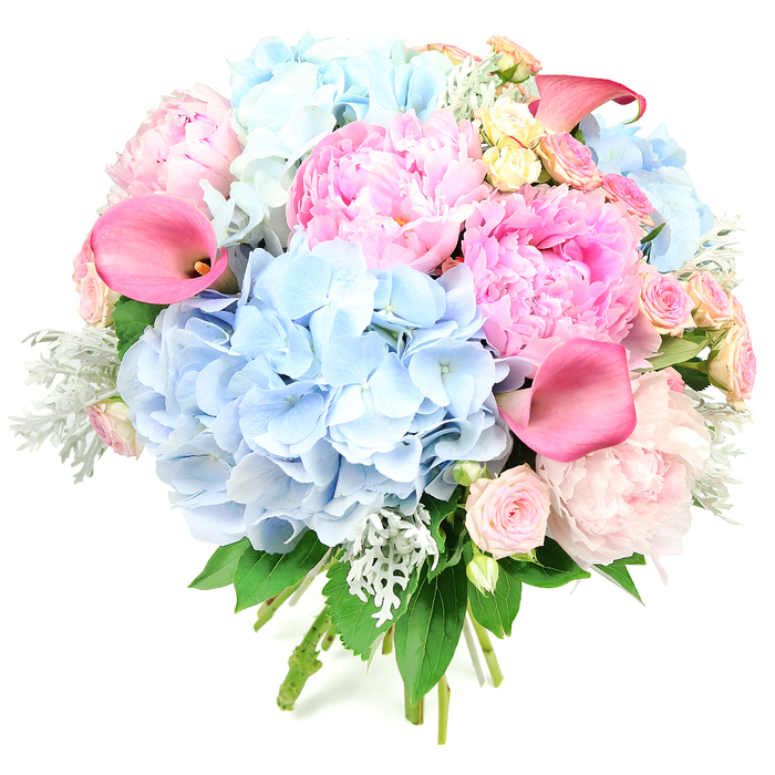 This richly detailed round bouquet is photographed upright against a stark white background, allowing every bloom and nuance of colour to stand out with gallery-like precision. At first glance, the eye is drawn to the large, rounded heads of soft blue hydrangeas, their tightly packed florets forming pillowy, cloud-like clusters that anchor the design in a cool, calming tone. Woven between these hydrangeas are sumptuous pink peonies, their layers of ruffled petals opening generously in shades that range from the palest, almost porcelain blush to a deeper, vivid pink that hints at fuchsia, echoing the vibrancy of Clerkenwell's creative studios. Sweeping through the composition, several trumpet-shaped calla lilies in saturated coral-pink and magenta tones introduce smooth, sculptural curves, giving the bouquet a modern, almost architectural flair. Smaller roses and spray roses in soft blush and creamy yellow nestle throughout, each tight rosette adding fine detail and a hint of classic English garden romance, as if plucked from a terrace near Rosebery Avenue. Around the blooms, threads of silvery-green dusty miller with velvety, lobed leaves mingle with darker, glossy foliage, building layers of texture and a gentle coolness that complements the pastel palette. Neatly gathered stems peek from the bottom, confirming this as a hand-tied design ready for local delivery or to be placed directly into a favourite vase. The bouquet exudes a feeling of celebration, tenderness, and cultivated abundance, making it a perfect choice for weddings in nearby venues, engagement parties, baby showers, or any special moment that calls for a luxurious burst of colour and softness in the heart of Clerkenwell.