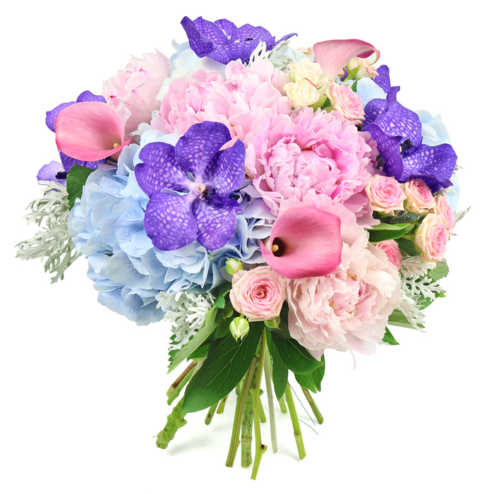 This round, hand-tied bouquet appears almost to float against its pure white background, every bloom carefully placed to create a sense of fullness and grace. At the centre, several open light pink peonies dominate, their lush, multi-layered petals forming soft, ruffled spheres that suggest romance and gentle abundance. Circling these central flowers, fluffy clusters of powder blue hydrangeas create a cool, cloud-like base, their myriad small petals giving the arrangement a soft, cushioned look that contrasts beautifully with the more structured blooms. Across the bouquet, deep violet-purple Vanda orchids are positioned with intention, each broad petal marked by darker speckles that lend an exotic, almost textural pattern, like fine fabric. Sleek, trumpet-shaped calla lilies in vivid fuchsia pink thread in and out of the composition, their smooth, sculptural forms adding a modern design note and an injection of saturated colour. Delicate blush spray roses nestle between the larger flowers, offering smaller, more intricate shapes that contribute to a sense of depth and fine detail. Around the edges, a mix of glossy dark green foliage and soft, silvery-green dusty miller leaves frames the blossoms, the latter introducing a gentle, velvety texture that cools the palette. The stems are clearly visible and neatly bound at the base, highlighting the hand-crafted nature of this piece. The effect is one of polished sophistication with a romantic heart, much like a carefully curated bouquet prepared for a wedding at a Clerkenwell registry office or a stylish loft near Smithfield Market. It feels ready for same-day delivery, a statement of love, congratulations, or quiet appreciation in the heart of the city.
