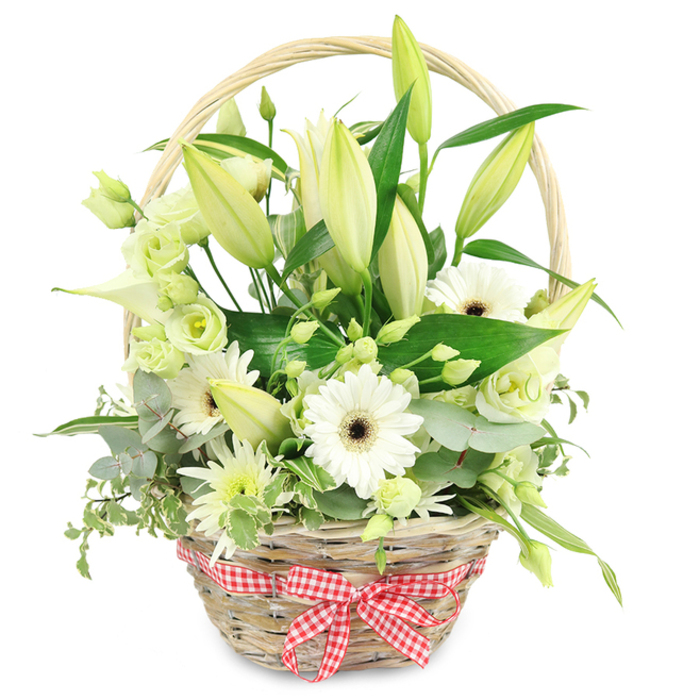 Set against a crisp white background, a rustic, light wicker basket overflows with white and pale green flowers, evoking the fresh, relaxed character of Clerkenwell's quieter streets. The natural wicker is tightly woven, its soft golden-brown tones giving a homely warmth. A matching handle arches gracefully over the top, framing the flowers like a window onto a pocket garden. Tied at the lower front is a red and white checkered ribbon, its neat bow adding a playful, countryside accent that contrasts gently with the clean contemporary feel of the blooms. At the core of the arrangement, numerous lily buds rise on strong green stems, most still closed in creamy white and pale yellow-green sleeves, suggesting blooms yet to come and the unfolding of new chapters, much like an anniversary celebrated year after year. Interspersed among them, several white Gerbera daisies stand proudly, their petals radiating out from dark, almost black centres that bring depth and focus. Between these larger blossoms, clusters of lisianthus in white and very soft green nestle in, their ruffled petals resembling miniature roses, adding a delicate, layered texture. Smaller, spiky white chrysanthemum-like flowers punctuate the design, giving it lightness and movement, while the occasional slender, pale green calla-like bloom introduces a sleek, modern line. The foliage is varied and abundant: rounded blue-green eucalyptus leaves echo the tones of London's winter light, while trailing variegated greenery softens the basket's edge, and broad, deep green leaves anchor the whole display. The result is an arrangement that feels serene, pure, and thoughtfully composed, ideal for marking an anniversary dinner in an EC1 apartment, sending considerate sympathy, or welcoming guests to a studio near Farringdon with a touch of natural elegance.
