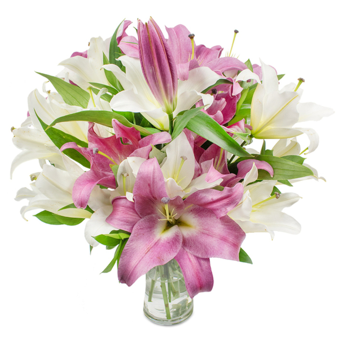 A generous, artfully arranged bouquet of oriental lilies dominates the image, its full, rounded silhouette composed of pristine off-white and intense fuchsia blooms photographed against a bright white field. The arrangement reveals a natural rhythm: many lilies are fully open, their trumpet-like or star-shaped petals arching back to display slender filaments and delicate anthers, some dusted faintly with yellow pollen that lends botanical realism; others are still tightly furled, elongated buds concentrated toward the top and outer edges that promise continued beauty through the week. The white lilies show a creamy hue with subtle greenish-yellow throats, while the deeper pink-to-magenta varieties have velvety petals with lighter veins and occasional creamy centers, the juxtaposition producing depth and movement. Interspersed throughout are glossy, lance-shaped leaves in a deep green that sculpt the bouquet and provide a fresh, garden-like contrast to the blooms' softness. The stems and clear water are visible through a simple, cylindrical glass vase at the bottom centre-an intentional choice that keeps attention on texture, color, and freshness. The bright, even light emphasises the petals' silkiness and the slight translucence at their edges. As a local florist in Clerkenwell I would note the scent as a soft, sweet perfume that fills a room much like the scent lingering after a visit to Clerkenwell Green; this arrangement, prepared by Clerkenwell Flowers for thoughtful gifting, celebrations, or to brighten a home, pairs immediate impact with lasting buds for staged enjoyment across the neighbourhood and nearby Hatton Garden.