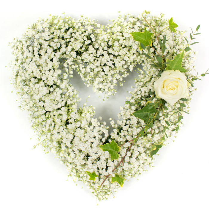 This heart-shaped floral composition is a study in simplicity and reverence, assembled from an almost seamless mass of white Gypsophila whose countless tiny blooms produce a cloud-like texture and a softly sculpted silhouette. The heart reads as both airy and substantial: up close the flowers present a finely textured surface, while from a short distance they knit together into a clear, emblematic form. Anchoring the upper right curve is one creamy white rose, the petals tightly rolled and immaculate, creating an elegant focal point whose smooth, velvety surface contrasts with the feathery gypsophila. Woven through and extending down the right flank are deep green ivy leaves with their characteristic lobed edges and a few slender, muted-green sprigs resembling eucalyptus; these elements add depth, a cool tonal counterpoint and a diagonal line that guides the eye. The lighting is bright and even, set against a stark white background so that whites remain pristine and greens hold true, a photographic choice that highlights the arrangement's fresh condition and the florist's attention to proportion and balance. Crafted with sympathy in mind, this design carries traditional meanings of purity, remembrance and respect-qualities often sought for funerals or commemorative services at nearby venues such as St John's Church or small community chapels around Clerkenwell. As a local florist's tribute, the piece communicates quiet dignity and the tactile contrast between cloud-like fill and structured bloom, appropriate for laying as a memorial or placing near a loved one in a moment of farewell.