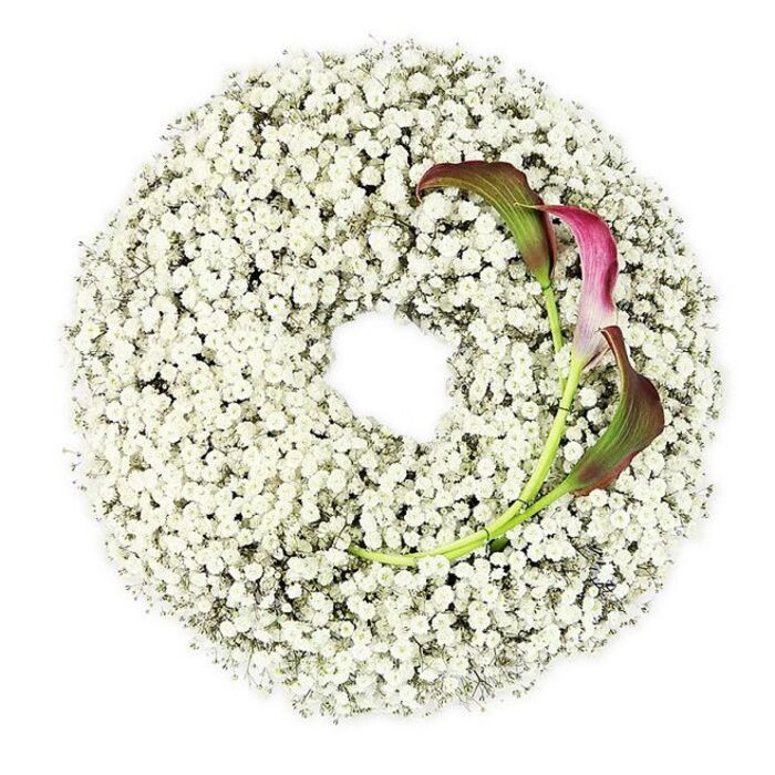 This image presents a close, overhead photograph of an elegant funeral wreath, its circular form completely cloaked in countless tiny white Baby's Breath blossoms. The gypsophila has been meticulously layered so that every inch of the ring is covered in soft, cloud-like clusters, creating a pale halo effect against the stark white background. Each miniature floret catches the light differently, giving subtle depth and dimension, as if the wreath were made of fine lace or freshly fallen snow. In the lower right segment of the circle, two calla lilies introduce a dramatic yet restrained accent. Their distinctive trumpet shapes open towards the viewer, the velvety petals deepening from a rich burgundy and magenta at the flared edge into an earthy green along the underside and stem. The stems themselves are long, smooth, and gently curved, disappearing back into the cushion of Baby's Breath so seamlessly that they appear rooted within it. The centre of the wreath remains an open, perfectly round space, evoking a sense of continuity, the turning of life's circle, and the quiet pauses of reflection. The overall arrangement feels calm, contemporary, and contemplative, the sort of tribute a family in Clerkenwell might choose when gathering near Exmouth Market or around local chapels to say their goodbyes. The minimal background, even lighting, and careful balance of white and deep colour all help convey purity, remembrance, and steadfast love, making this wreath appropriate for dignified farewell ceremonies, memorials, or private moments of reflection at home.