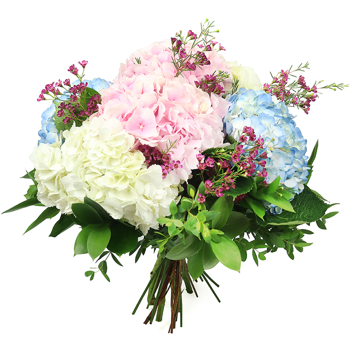 A softly radiant bouquet of hydrangeas is shown against a bright white backdrop, its rounded form and pastel palette evoking the calm of an early morning walk through Clerkenwell's quieter streets. The arrangement is dominated by generous, globe-shaped hydrangea heads in three main shades: delicate blush pink, light sky blue, and gentle ivory. Each head is composed of tightly packed, miniature florets, their petals overlapping like layers of silk, giving the bouquet a plush, cushiony texture that feels almost weightless despite its fullness. Nestled between the hydrangeas are slender stems of rich magenta filler flowers, likely waxflower, whose tiny, cup-shaped blossoms appear as pinpricks of vivid colour, adding liveliness and contrast without disturbing the tranquil mood. A substantial base of foliage frames the blooms: large, dark green hydrangea leaves with a subtle sheen curve around the flowers, while smaller, oval, lighter green leaves weave in and out, creating depth and a sense of natural abundance. The stems are neatly gathered and tied at the bottom to form a classic hand-tied bouquet, poised as though ready for same-day delivery to a Clerkenwell apartment or studio near Farringdon. The lighting is bright yet gentle, casting soft shadows that enhance the spherical shape of each hydrangea head and the interplay of blue, pink, and cream tones. This arrangement conveys quiet joy and refined elegance, well suited to marking milestones, offering sympathy, or simply bringing a breath of fresh, garden-inspired beauty into a city home.
