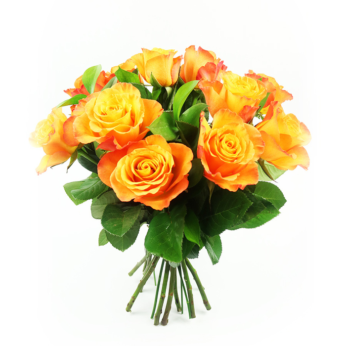 A vivid bouquet of bi-colour roses is presented centrally against a pure white background, the kind of simple, elegant styling you might see in the window displays along Clerkenwell Road. Around a dozen roses are clustered into a rounded, hand-tied shape, each bloom so open and full that the petals seem to spill gently over one another, creating a plush, almost cushion-like texture. Starting at their centres, the petals glow with a clear, golden yellow similar to soft morning light over Spa Fields, then slowly shift into warm apricot, sun-ripened mango, and finally a deeper orange with hints of red along the outermost edges. The colours blend seamlessly, like a painter's gradient, giving the bouquet a sense of movement and life even in stillness. Between the roses, polished deep green leaves peek out, their veins faintly visible, providing a cool contrast that makes the warm tones blaze even more intensely. Beneath the collar of foliage, the stems are visible in a tidy bundle, their dark, fresh green suggesting that the flowers were recently cut and arranged with care, perhaps just moments before being sent out for delivery to a loft near Farringdon or a townhouse off St John Street. The strong, even lighting catches every curve and fold of the petals, highlighting their velvety surface and gentle ruffles. The overall impression is one of cheerful abundance and heartfelt warmth, an arrangement ideal for brightening a birthday breakfast, celebrating an anniversary, or simply lifting the mood of a rainy Clerkenwell afternoon with a burst of sunset colour indoors.