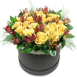 A contemporary hatbox arrangement of yellow roses and burgundy leucadendron sits center stage, like a captured moment of sunshine in the heart of Clerkenwell. The round black box, with its soft matte surface, provides a steady, modern base, while a fine ribbon of white lace traces the upper edge, adding a gentle, romantic detail similar to the intricate ironwork balconies and historic façades around St John's Square. Above it, the flowers gather into a full, rounded dome. The roses are a rich, golden yellow, their petals layered and spiralled, some fully open and luxuriant, others still curling inwards with a sense of quiet promise. Threaded between the roses, elongated cones of Leucadendron 'Safari Sunset' in velvety burgundy and russet red create a striking contrast, their sharp, tapered forms lending structure and a touch of the exotic. Around and beneath them, lush green foliage builds a verdant cushion, with smooth, dark leaves catching the light and finer, airy fronds echoing the movement of leaves in nearby Spa Fields Park on a breezy day. The overall effect is warm, confident, and uplifting, as if the arrangement is gently illuminating the white background behind it. You can imagine this design brightening a studio on Clerkenwell Road, placed on a meeting table to spark conversation, or delivered as a heartfelt congratulations for a new office opening near Farringdon. Every detail feels considered and balanced, from the harmony of yellow and burgundy tones to the interplay of glossy leaves and soft petals, creating an arrangement that feels both sophisticated and deeply personal.