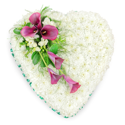 A tender heart-shaped floral tribute lies centred against a spotless white backdrop, its surface completely covered in a dense quilt of snow-white spray chrysanthemums. Each tiny flower head nestles tightly against the next, forming a plush, cushion-like texture that feels calm, ordered and serene, much like a soft blanket of petals. Encircling the heart is a continuous band of rich emerald green ribbon, perfectly smoothed and secured so that it traces the heart's contours with a refined, satin sheen. Draped across the upper left side is a vivid spray of deep magenta and fuchsia pink calla lilies, carefully arranged to sweep diagonally towards the lower middle of the heart. Three of the calla lilies are fully open and confident at the top of the spray, their sculpted trumpets and dark, inky spadices adding structure and intensity. Just below, two more slender blooms arc downwards, partially unfurled and gracefully trailing to suggest flowing movement. Nestled amongst them are small clusters of white freesias or similar fragrant, bell-shaped blooms, their dainty petals echoing the white base while bringing a finer, more intricate texture. Lush green foliage surrounds the spray, combining glossy leaves with airy fern-like fronds to frame the lilies and soften their colour. The overall impression is of thoughtful balance: pure white, deep pink, and fresh green held in perfect harmony. Designed with quiet respect by Clerkenwell florists familiar with local services around St John Street and Exmouth Market, this heart-shaped tribute offers a heartfelt expression of condolence and enduring affection for a loved one's final farewell.