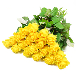 A sweeping display of approximately two dozen yellow roses is arranged in an airy arc, resting against a crisp white background that recalls the clean lines of Clerkenwell loft interiors. The blooms vary beautifully: some are still compact and bud-like, their petals wrapped tightly in a soft spiral, while others have started to open, revealing rich, golden yellow layers that seem to unfurl with quiet intention. The colour is vivid but not harsh, more like the gentle glow of early evening sunlight along Clerkenwell Green than a glaring midday beam. Around and behind the roses, glossy dark green leaves create a dense, textured backdrop, with the occasional leaf tipping upwards to show a paler underside, adding natural depth and movement to the composition. Pale green stems extend from one side, slightly angled, as if the bouquet has just been set down for a moment between deliveries. On first impression the arrangement feels joyful, but there is also a calm, soothing quality that makes it appropriate for sympathy flowers, the brightness offering solace without overwhelming the eye. It's easy to imagine this grouping of yellow roses being prepared by a careful florist near Exmouth Market, destined for a home or chapel where a touch of light is needed in a difficult time. The white background keeps every detail focused on the flowers themselves, allowing their colour, form, and freshness to carry a message of gentle remembrance, support, and enduring affection, especially meaningful for local condolence deliveries throughout Clerkenwell and the surrounding EC1 streets.