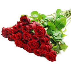 A dramatic, overflowing bouquet of red roses is arranged in a diagonal sweep against a spotless white backdrop, creating a striking contrast that draws the eye first to the luxuriant cluster of blooms on the left. There appear to be roughly twenty-four to thirty-six roses, each with petals of velvety, saturated crimson that curl inwards in perfect, tight spirals at the centre before softening into fuller, open whorls at the edges. The roses sit densely together, giving the impression of a single, plush carpet of red, while rich, dark green leaves peek from between the flowers and run along the length of the stems. The stems themselves extend elegantly toward the upper right of the frame, long and straight, with the occasional subtle thorn hinting at their natural origin and recent cutting. Bright, neutral studio lighting washes over the bouquet, catching the satin shimmer of each petal and picking out the delicate shadows between them, so that every bloom appears almost touchable. The composition has the careful, hand-tied look you might see on a florist's bench just off St John Street, ready to be delivered to a home or office in Clerkenwell. There is a sense of intimacy in the way the roses are gathered together, as though they are meant to be cradled in someone's arms on their way to a romantic supper near Farringdon or to surprise a loved one returning home along Clerkenwell Road. The image captures the classic emotion of red roses: deep love, enduring passion, and the quiet thrill of being truly cherished.