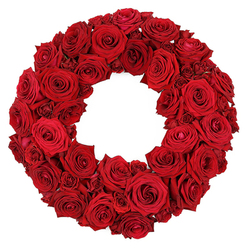 Imagine stepping into the late-fogged morning of Clerkenwell as this wreath comes to life in the hands of Clerkenwell Flowers. A lush, circular embrace of deep red roses radiates warmth, each bloom at its peak, petals soft and pliant, layers unfurling with opulence. The wreath's form is a perfect circle, a continuous embrace where rose touches rose, producing a velvety tapestry of crimson. The arrangement isn't merely decorative; it holds memory and intention, with every bloom carrying a memory or a wish. Standing among local streets like St John's Square and Leather Lane, I sense the hush of the moment as if the scent drifts through doors of nearby cafes. The greenery is kept minimal, the focus on the velvety petals that glow against the white backdrop of the studio-though a faint green of the stems peeks through, giving life to the crimson. Its elegance suits many rituals-from a gentle memorial to a heartfelt celebration-yet it speaks most clearly of devotion. The wreath's craftsmanship is precise: petals curved with discipline, each flower tucked in just so, to create a surface that reads as plush and inviting to the eye and the touch. Available for same-day delivery across Clerkenwell, including Holborn and Farringdon, this piece travels with fragrance and care, ensuring the roses remain at their freshest as they arrive with warmth and respect to the recipient.