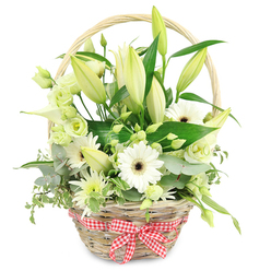 A generously filled wicker basket of white and green flowers is pictured against a spotless white backdrop, the arrangement capturing the understated elegance that suits an anniversary supper near St John Street or a peaceful moment in a Clerkenwell townhouse. The basket itself is light, honey-brown wicker, tightly woven with a sturdy handle lifting in a soft arc above the blooms. At the front, a red and white gingham ribbon is tied into a tidy bow, its cheerful checks bringing a relaxed, country feel to this otherwise refined display. Rising through the centre are tall stems of lilies, most of them still in bud, their elongated forms wrapped in pale green and cream, hinting at the perfume they will release as they open. Around them, white Gerbera daisies with deep, dark centres create a clean, contemporary focal point, their round faces like small suns amid cool foliage. Scattered throughout are lisianthus flowers in soft white and pale green, their layered, ruffled petals adding gentle volume and a slightly romantic edge. A single white calla lily curves elegantly from the side, smooth and sculptural, while tufted, chrysanthemum-style blooms in white and green give the design a delicate, feathery finish. The greenery is rich and varied: silvery eucalyptus, variegated trailing leaves, and glossy dark green foliage cradle the flowers and spill slightly over the basket rim, softening its outline the way climbing plants soften old brick near Clerkenwell Green. The overall mood is fresh, pure, and soothing, making this floral basket ideal for celebrating lasting love, expressing gratitude, or brightening a modern office or loft, as though just arranged by a trusted local florist.