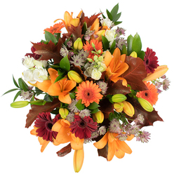 From an overhead vantage, this vibrant autumn bouquet presents itself as a tapestry of warm hues and textured details, photographed against a pure white studio background so every element stands distinct. Dominating the scene are several fully opened orange Asiatic lilies, their broad, trumpet-shaped petals unfurling in elegant arcs and commanding attention with saturated apricot-orange tones. Interspersed are bright orange Gerbera daisies and deep burgundy Gerbera blooms, each with striking, dark centres that anchor the composition and create lively contrast. Creamy white Lisianthus blooms peek through with their soft, ruffled layers, cooling the palette and offering tender highlights. Sprays of purple-grey Astrantia introduce delicate, starry clusters that soften the massing of larger blooms and lend an intricate, almost filigree texture. Numerous compact lily buds in pale orange and verdant green promise further opening, enhancing the bouquet's sense of movement and freshness. Glossy green foliage and narrow stems weave through the arrangement, while substantial, lobed reddish-brown leaves - reminiscent of oak or fallen maple - reinforce the autumnal mood. The arrangement is tightly packed and professionally balanced, the bright even lighting emphasizing surface textures from velvet petals to crisp leaves. As a Clerkenwell florist who visits Exmouth Market and Leather Lane for seasonal foliage, I imagine delivering this arrangement locally to warm a table in Spa Fields or brighten a flat near Farringdon; its tones suit Thanksgiving-style centrepieces, birthday gifts in autumn, or a thoughtful seasonal pick-me-up. The visual story is one of harvest warmth, comforting colour, and considered craft by an experienced hand.
