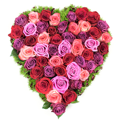 There is an immediate tenderness to this heart-shaped composition when seen from above: hundreds of garden-fresh roses arranged so closely together that their petals form an uninterrupted sea of colour and texture. The arrangement moves through passionate, deep crimsons and rich burgundies into coral and blush pinks, then lifts with flashes of fuchsia and soft lavenders; the combination feels both exuberant and consoling, like a single long-held note sung by a chorus of blooms. Each rose is at peak bloom - petals slightly unfurled, edges soft and velvety - so that running a fingertip over the surface in imagination would meet gentle resistance, the reassuring spring of robust stems and fresh petals. A narrow border of fine, dark green foliage - almost moss-like or ferny - traces the heart's edge, providing a cool, living frame that allows the warm tones to read brighter and the whole form to hold its silhouette on a plain white background. The scent is implied: the familiar, honeyed perfume of roses tempered by the faint mineral, leafy aroma of the greens, a combination that quiets and uplifts. In Clerkenwell, this piece would suit many moments - a romantic gesture delivered near Leather Lane, a Mother's Day gift quietly placed on a kitchen table off Rosebery Avenue, or a respectful floral for remembrance beside St John's Gate. The craftsmanship shows care and precision, built to look equally at home in a celebration of love or as a comforting visual anchor at a memorial.