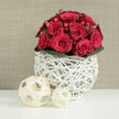 A tightly gathered dome of red roses sits proudly at the heart of this photograph, the blooms pressed together so closely that they form a velvety crimson cushion. Each rose is at a different stage of opening, from shy, furled buds to confident, fully blossomed flowers, their layered petals spiralling gently outward. Tucked between the roses are clusters of small, glossy red hypericum berries, like tiny jewels catching the light and adding a festive sparkle to the rich red tones. Around the base, a trim border of deep green leaves fans out, the foliage polished and slightly waxy, grounding the bouquet with a touch of woodland freshness. The flowers are arranged in a striking white vase made from interwoven, branch-like strands, forming an airy lattice that feels both rustic and contemporary, as if it might have been crafted by hand in a Clerkenwell artisan workshop off St John Street. The open structure of the vase allows subtle shadows to play across the white surface beneath, adding a sense of lightness and movement. In front of the vase, two decorative spheres made from pale cream wooden strips are placed on the smooth white tabletop, one larger, one smaller, their open, basket-like design mirroring the texture of the vase and creating gentle visual rhythm. Behind it all, a soft beige background with a fine, fabric-like texture keeps the scene warm and unobtrusive, making the reds and greens appear even more vivid. The arrangement feels perfect for a romantic dinner near Farringdon, a wedding display in a local Clerkenwell venue, or a same-day delivery gesture that speaks of devotion and thoughtful design.