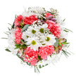 Brimming with fresh-cut energy and crafted for joyful impact, this hand-tied arrangement exudes the creative optimism of Clerkenwell. At its core, crisp white daisies radiate in tight clusters, their bright petals framing vivid green centres, evoking a burst of light that could brighten any flat near Rosebery Avenue. Between the daisies, plush layers of coral-pink carnations provide depth, their velvety ruffles catching glints of natural light. Tiny stars of gypsophila float throughout, infusing the bouquet with gentle softness and a sense of airiness, while painted buds with strokes of purple and blush add subtle intrigue and texture. Supporting the blossoms, lush greenery blends frosted eucalyptus with darker, polished leaves, echoing nearby tree-lined squares and balancing the arrangement. Each flourish speaks of careful, local craftsmanship and a sensitivity to modern tastes. Whether delivered as a vibrant birthday wish, a Mother's Day surprise, or an everyday gesture of encouragement, this bouquet brings a tranquil yet exuberant aura into any Clerkenwell space. Its striking form, pure white background, and artful blend of flowers make it an ideal choice for showcasing professional floral design online, reflecting Clerkenwell's lively blend of heritage, artistry, and neighbourly warmth.