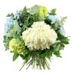 A full, rounded bouquet of hydrangeas and foliage is shown against a pure white background, its cool, calming colours taking centre stage. Dominating the middle of the arrangement is a large, plush head of creamy white hydrangea, shaped like a soft sphere of petals, each floret delicately ruffled and tightly clustered. Surrounding this central bloom, generous heads of pastel blue hydrangeas expand outward, their petals washed with gentle sky-blue tones that conjure a sense of quiet, like early morning light filtering through Clerkenwell side streets. Nestled among them, clusters of lime-green hydrangeas bring a fresh, zesty twist to the palette, their chartreuse hue suggesting young leaves and new beginnings. Weaving between the hydrangeas is an artful combination of greenery: muted, silvery eucalyptus with small, rounded leaves extends gracefully from the sides, lending a modern, almost airy character, while darker, more saturated green foliage with a smoother, sometimes pointed shape provides contrast and volume, giving the bouquet its generous, dome-like silhouette. The stems of all the blooms and foliage gather neatly at the base, tied together in a hand-tied style that looks freshly made, as though just lifted from a workbench in a Clerkenwell Flowers studio near Exmouth Market. Subtle, even lighting minimises shadows and emphasises the bouquet's soft textures and crisp colours, making this arrangement ideal for illustrating stories on summer florals, same-day flower delivery, wedding centrepieces, or soothing sympathy flowers for homes, offices, and creative spaces across EC1 and the nearby Farringdon and Barbican areas.