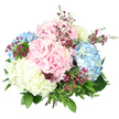 This image shows a richly composed hand-tied hydrangea bouquet, photographed against a spotless white background that makes every colour and contour stand out. The arrangement is full and rounded, with several large hydrangea heads forming the core in a trio of soothing pastel shades: soft, shell-like pink, gentle sky blue, and creamy, almost buttery white. Each hydrangea bloom is made up of numerous small, closely packed petals, creating a plush, cloud-like texture that feels both luxurious and comforting. Threaded among these larger blooms are finer stems bearing tiny magenta and deep purple flowers, probably waxflower or a similar filler, their delicate, star-shaped blossoms adding sparkle and contrast while preventing the design from feeling too uniform. Around the edges, a mix of verdant green foliage frames the flowers, from broad, sturdy hydrangea leaves to slimmer, more feathery stems that introduce airy movement. The stems are gathered tightly at the base in a hand-tied style, mostly hidden by the surrounding abundance of petals and leaves, suggesting expert craftsmanship and careful balance. The bright, even lighting picks out the subtle play of light and shadow on each petal, enhancing the sense of volume without creating harsh edges. The mood is one of gentle joy and refined elegance, perfectly suited to a birthday brunch in a Clerkenwell café, a thoughtful thank-you delivered to an office near Farringdon station, or a quiet moment of celebration in a flat overlooking Spa Fields, where the soft pastels bring a sense of calm and fresh beginnings to the space.