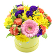 This exuberant hatbox arrangement looks like a burst of spring joy set against a crisp white background, perfectly suited to brighten a home or studio in Clerkenwell. A single, striking pink gerbera stands at the front of the bouquet, its flat, daisy-like bloom layered with symmetrical petals surrounding a pale green heart, immediately setting a playful, uplifting tone. Radiating around it are clusters of lemon-bright yellow daisies and chrysanthemums, their soft, delicate petals forming a circle of sunshine that seems to spill over the rim of the container. Coral and orange carnations add warmth and texture, their intricate, ruffled petals folding in on themselves to create plush, cloud-like blossoms that bring movement and depth. Rich purple and indigo lisianthus flowers thread through the brighter tones, their velvety, cup-shaped blooms giving contrast and a hint of evening richness, much like the changing light along Clerkenwell Green at dusk. Sprays of fresh greenery, including some variegated leaves with creamy edges, weave between the flowers, softening the edges and giving the entire piece a freshly gathered, garden-inspired feel. All of this colour is anchored in a round, hatbox-style container in a light lime-green shade, adorned with subtle pastel blue and white polka dots that make the piece feel like a carefully wrapped present. The arrangement forms a generous, dome-like shape that overflows just enough to feel abundant without losing its neat outline. Crafted in the spirit of thoughtful gifting, it would work beautifully as a birthday surprise, a cheerful get well message, or a bright thank you delivered to a nearby office or apartment by a skilled Clerkenwell florist.