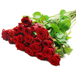 A richly detailed bouquet of red roses stretches diagonally across a flawless white background, giving a sense of both movement and abundance. On the left, the rose heads are tightly gathered in a generous cluster, likely two to three dozen in total, their deep crimson petals forming velvety, layered rosettes that appear freshly opened. Each bloom is at an ideal stage, with the centres still neatly furled while the outer petals start to loosen, creating a luxurious, full-bodied shape that is instantly recognisable as the classic symbol of romance. Intertwined among the flowers are smooth, dark green leaves, their polished surfaces catching the bright, even lighting and adding subtle highlights of fresh, living green. From this mass of colour, the long, slender stems sweep out to the right, forming a line that guides the eye across the composition. Some fine thorns can be spotted along the stems, giving a faint reminder of the natural beauty and resilience of real roses. The overall effect is calm yet intensely romantic, as if the bouquet had just been set down on a white table in a Clerkenwell studio, ready for same-day delivery to a townhouse near Clerkenwell Green or an office close to Old Street. The lighting is cool and precise, illuminating each petal fold and shadowed crevice so that you can almost imagine the soft, velvety touch and subtle fragrance of the roses. This image conveys the quiet drama of a grand romantic gesture, the kind of gift chosen to mark an anniversary, a proposal, or a deeply personal celebration in the heart of London.