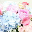 A luxuriant bouquet fills this close-up image so completely that there is almost no empty space, only a tapestry of soft petals and subtle foliage. At its core, large pink peonies bloom in full, each head a swirl of ruffled petals that transition from pale, whisper-light blush at the edges into a richer rose-pink glow towards the centre. These peonies are positioned prominently in the middle and upper right, conveying an immediate sense of romance and indulgence. Cradling them, generous clusters of sky-blue hydrangea spread out across the left side and lower centre, the countless tiny florets forming gently rounded shapes that resemble billowing clouds, cooling and balancing the warmth of the pinks. Cutting elegantly through this pastel softness, a few rose-pink calla lilies emerge, their trumpet-shaped forms sleek and sculptural, with an almost fuchsia intensity that draws the eye; one rises confidently at the upper right, while another leans from the far left, adding rhythm and movement. Smaller blush garden roses nestle among the larger flowers, some tightly closed like promises yet to unfold, others partially open, their layered petals suggesting classic charm and tenderness. Threads of silvery-green foliage, similar to eucalyptus or dusty miller, weave in and out, their soft, slightly frosted leaves giving a gentle, modern edge and reinforcing the natural, hand-crafted aesthetic. The light is soft and even, as though the bouquet were resting near a Clerkenwell studio window on a mild spring morning, enhancing the fresh, dewy quality of each bloom. Altogether, the image radiates hope, celebration, and quiet luxury, the sort of arrangement one might choose for an intimate wedding reception near Clerkenwell Green or a heartfelt congratulations delivered to a new home close to Farringdon Station.
