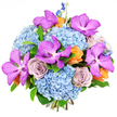 Against a clean, white studio background, this bouquet appears almost sculptural, as if styled for a photo shoot in one of Clerkenwell's creative spaces. Voluminous clusters of sky-blue hydrangea form a rounded base, their countless tiny petals overlapping to create a pillowy, cloudlike feel that brings a sense of cool serenity. Emerging from this blue foundation are dramatic Vanda orchids, their broad petals saturated in magenta-purple and dusted with darker speckles, unfolding like delicate fans and delivering a striking, exotic focal point. Encircling the orchids, fully open roses in muted lavender-grey and dusty mauve show off their spiralled hearts, adding a layer of refined elegance and gentle nostalgia, reminiscent of quiet walks along the side streets near Farringdon. Dotted throughout the arrangement, smaller roses and blossoms in rich peach and soft apricot-orange add warm, inviting accents, their tones calling to mind golden light spilling into a café at the end of the day. Slim, upright spires of deep indigo-blue delphinium rise through and around the bouquet, giving height, structure, and a hint of wild meadow charm that contrasts beautifully with the more cultivated blooms. Subtle green foliage tucks in between the flowers, framing them without distracting from the harmonious blend of cool and warm colours. The bouquet is tightly gathered, creating an impression of abundance and luxury, every stem purposefully placed. Clear, even lighting reveals the satin softness of orchids, the ruffled delicacy of hydrangea, and the velvety rose petals, making this arrangement ideal for celebrating milestones, brightening a modern Clerkenwell apartment, or sending an expressive, artful gift across central London.